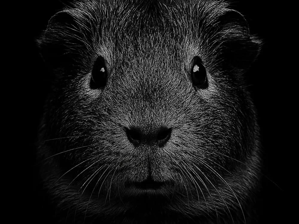 Hueforge Guinea Pig by cterry2000 HueForge model: Hueforge Guinea Pig by cterry2000