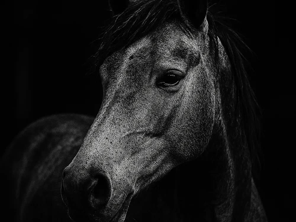 Hueforge Horse by cterry2000 HueForge model: Hueforge Horse by cterry2000