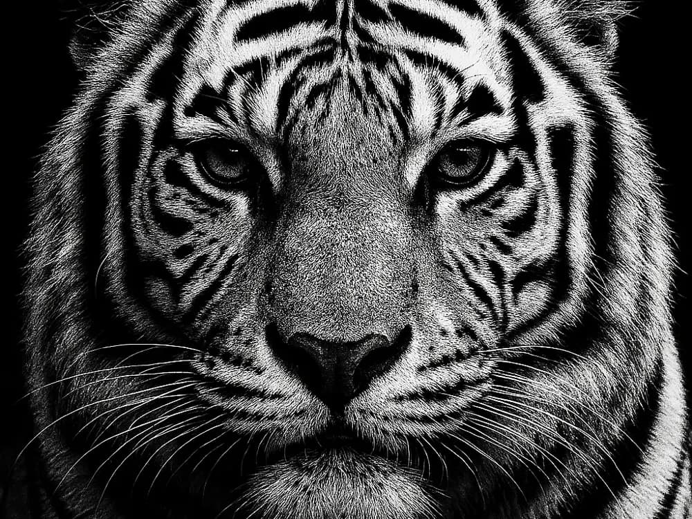 Hueforge White Tiger by cterry2000 HueForge model: Hueforge White Tiger by cterry2000