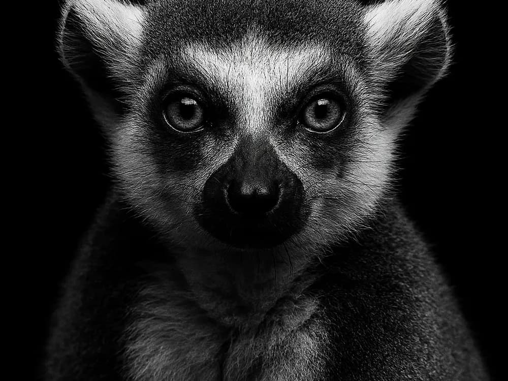 Hueforge Lemur by cterry2000 HueForge model: Hueforge Lemur by cterry2000