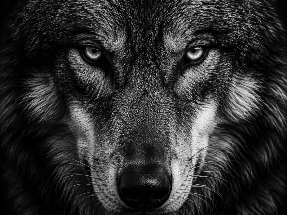 Wolf Portrait - EASY PRINT Wolf Portrait - EASY PRINT
