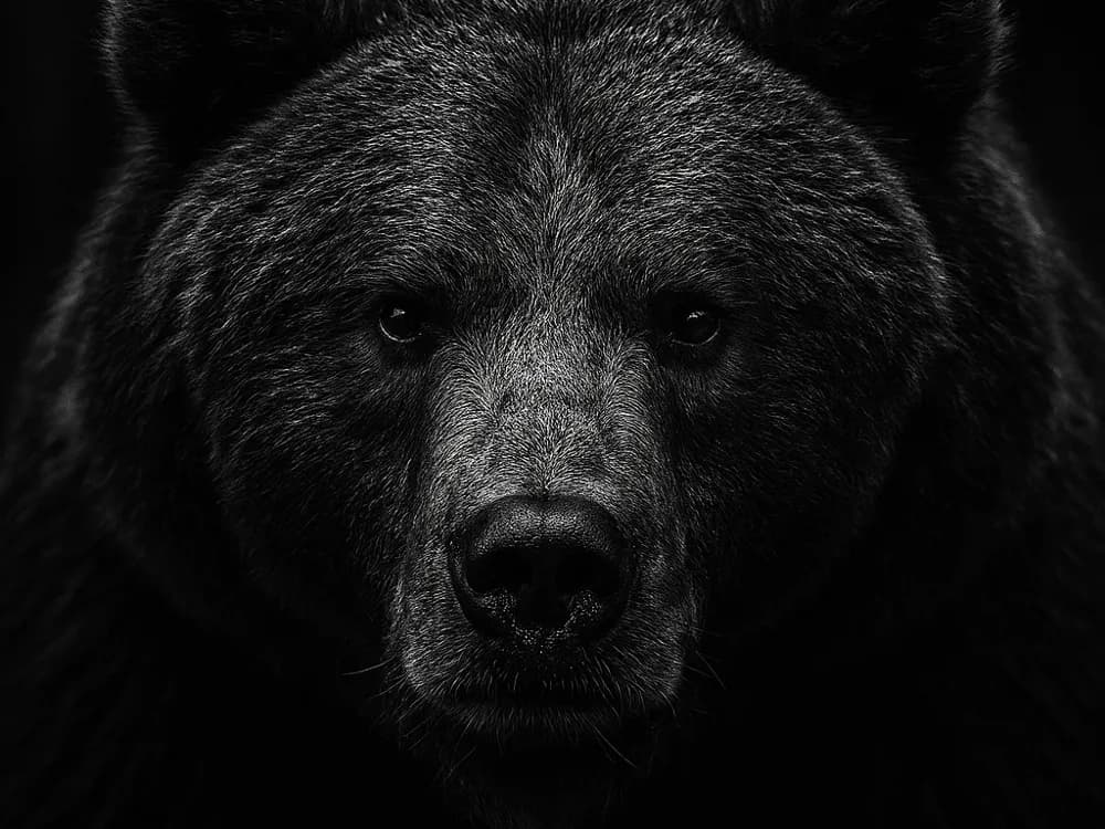 Hueforge Bear by cterry2000 HueForge model: Hueforge Bear by cterry2000