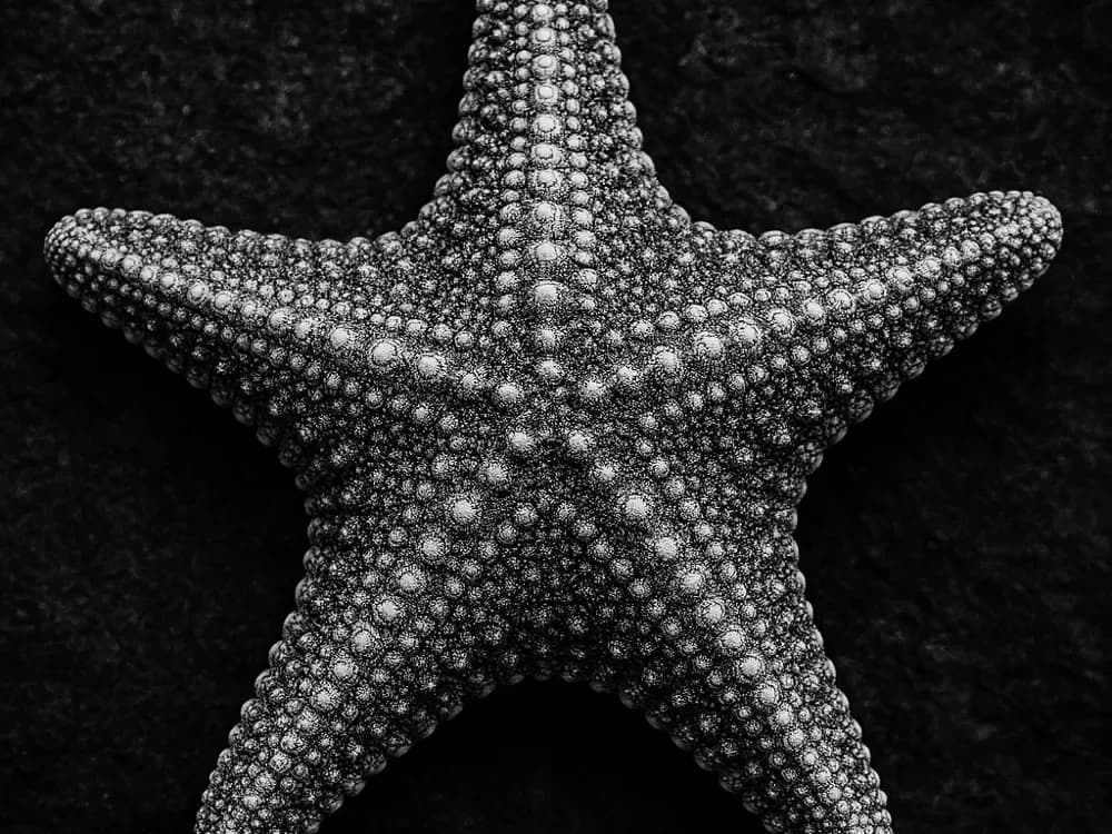 Hueforge Starfish by cterry2000 HueForge model: Hueforge Starfish by cterry2000