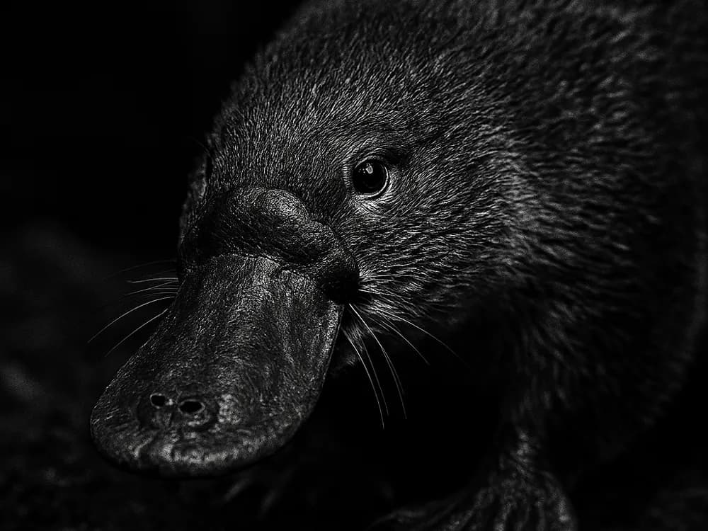 Hueforge Platypus by cterry2000 HueForge model: Hueforge Platypus by cterry2000