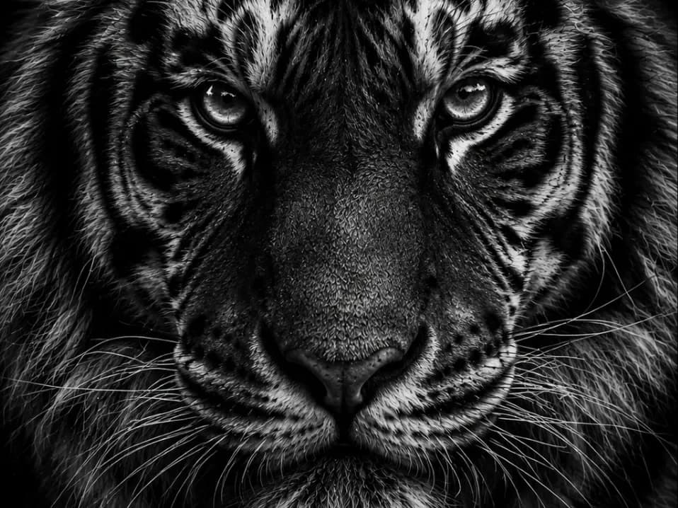 Tigre portrait - EASY PRINT by Hueforge Maker HueForge model: Tigre portrait - EASY PRINT by Hueforge Maker