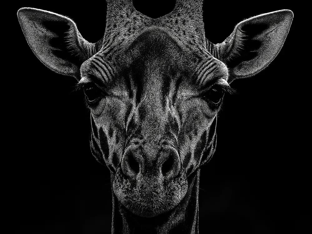 Hueforge Giraffe by cterry2000 HueForge model: Hueforge Giraffe by cterry2000