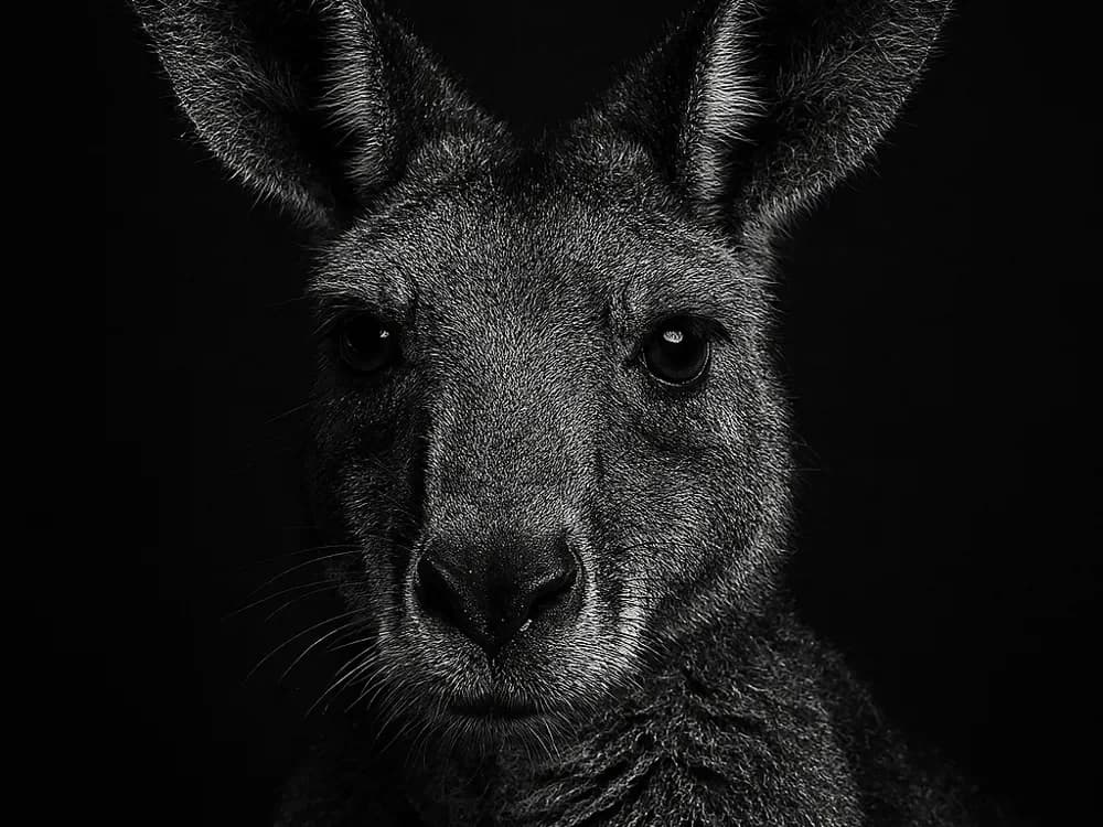 Hueforge Kangaroo by cterry2000 HueForge model: Hueforge Kangaroo by cterry2000