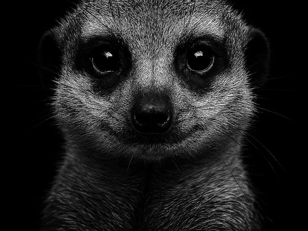 Hueforge Meerkat by cterry2000 HueForge model: Hueforge Meerkat by cterry2000