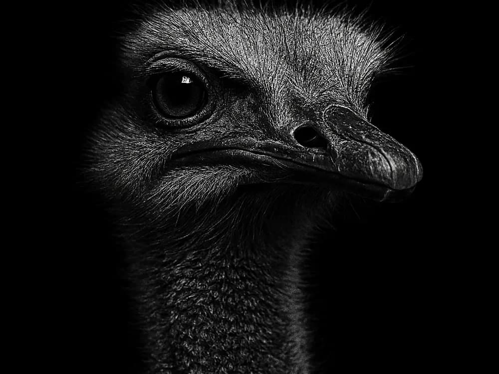 Hueforge Ostrich by cterry2000 HueForge model: Hueforge Ostrich by cterry2000