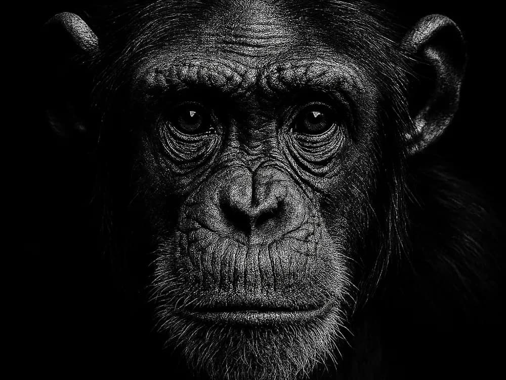 Hueforge Chimpanzee by cterry2000 HueForge model: Hueforge Chimpanzee by cterry2000