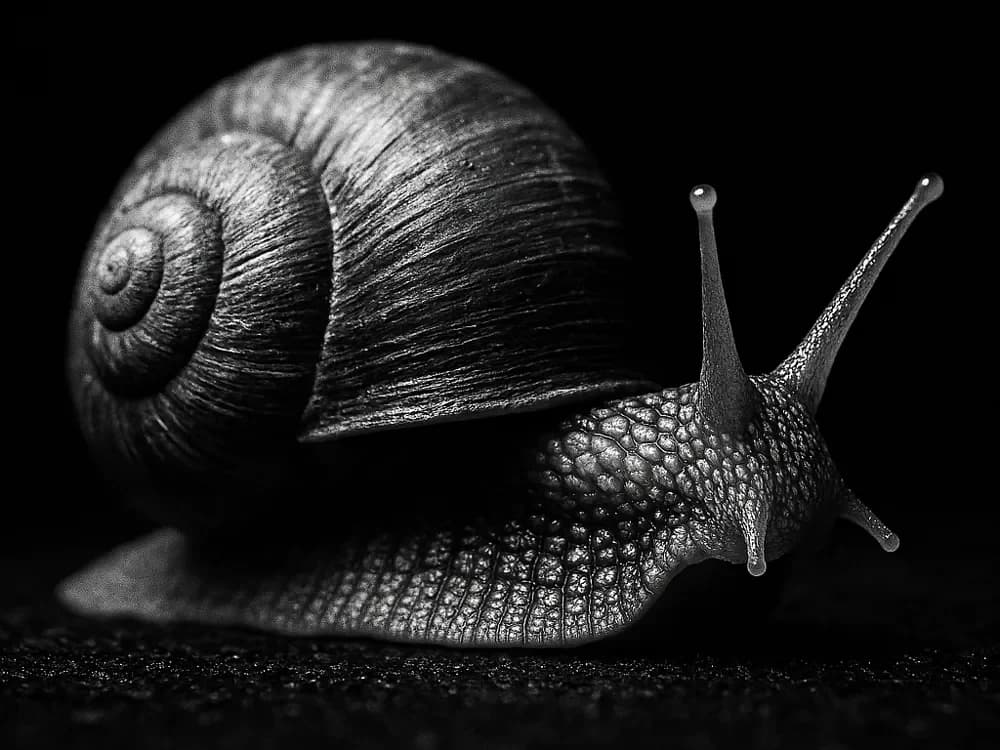 Hueforge Snail by cterry2000 HueForge model: Hueforge Snail by cterry2000