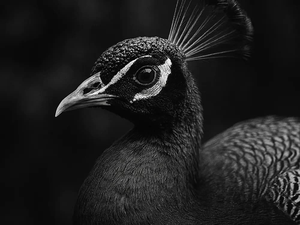 Hueforge Peacock by cterry2000 HueForge model: Hueforge Peacock by cterry2000