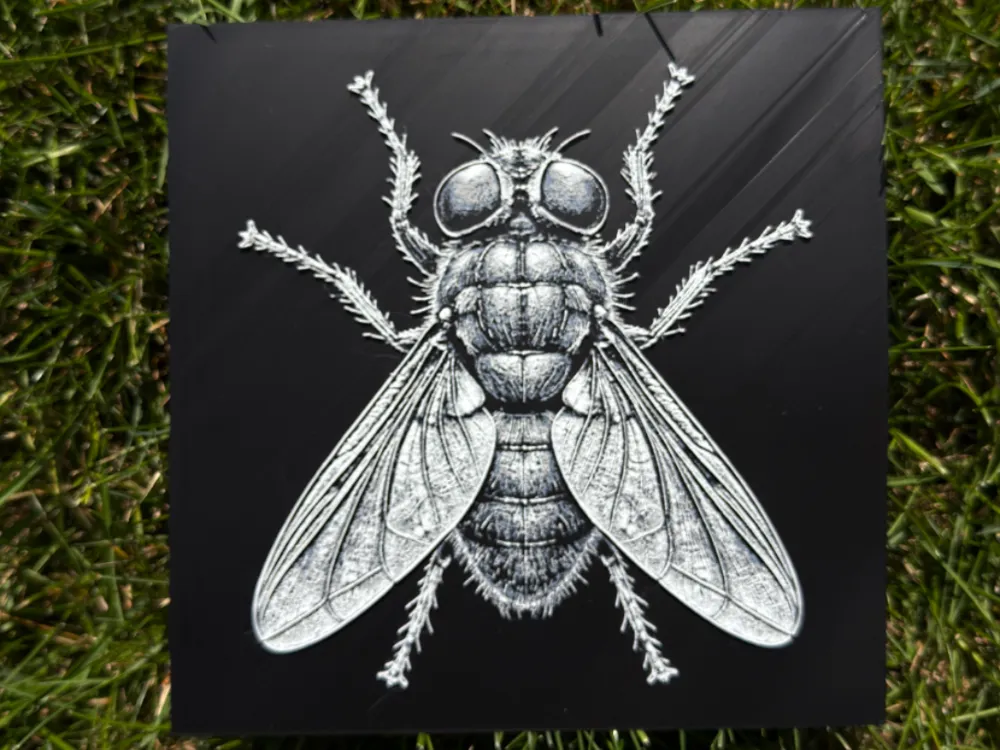 House Fly Wildlife Series by novy HueForge model: House Fly Wildlife Series by novy