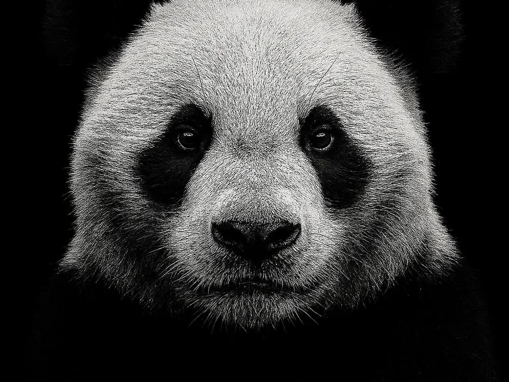 Hueforge Panda by cterry2000 HueForge model: Hueforge Panda by cterry2000