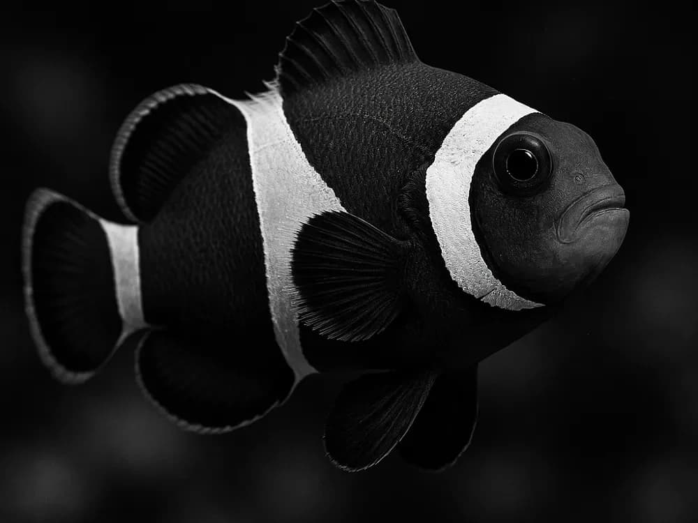 Hueforge Clownfish by cterry2000 HueForge model: Hueforge Clownfish by cterry2000
