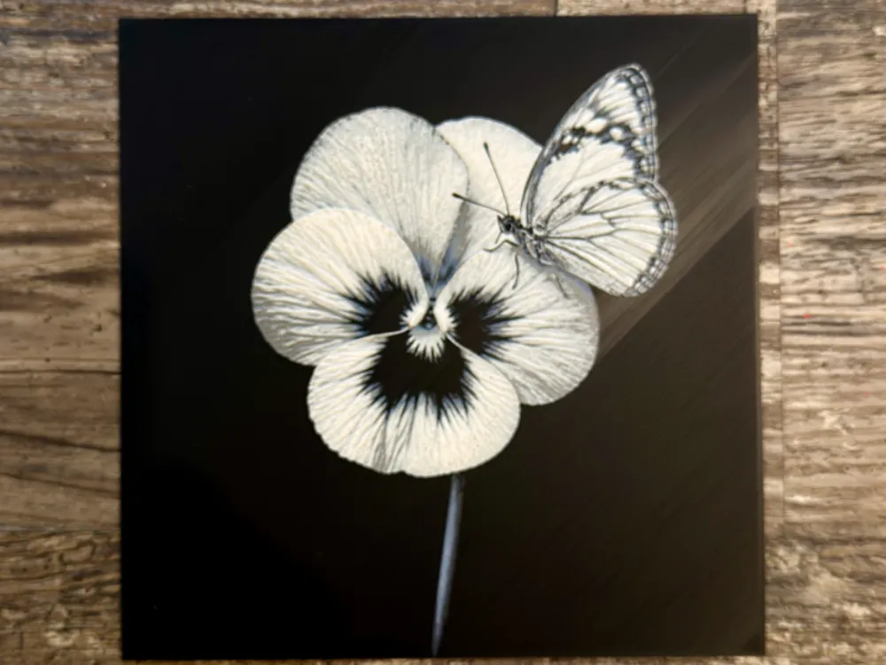 Violet with butterfly Flower Series by novy HueForge model: Violet with butterfly Flower Series by novy