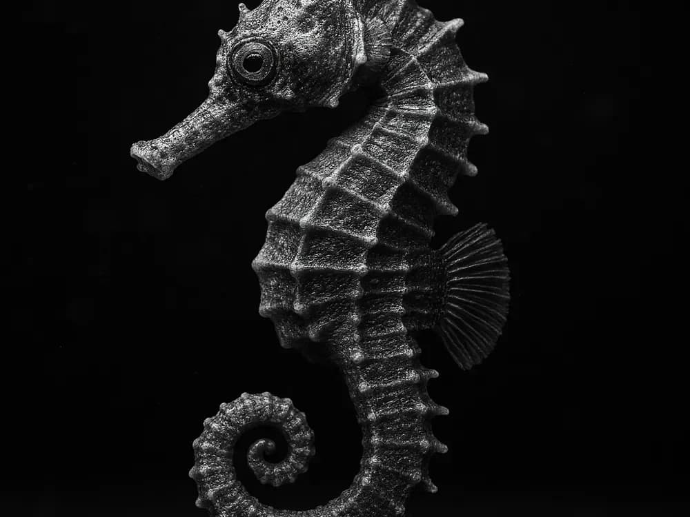 Hueforge Seahorse by cterry2000 HueForge model: Hueforge Seahorse by cterry2000