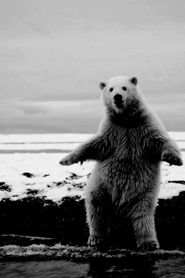 HueForge model: Hueforge - Standing Polar Bear by Cloudy Nostalgia