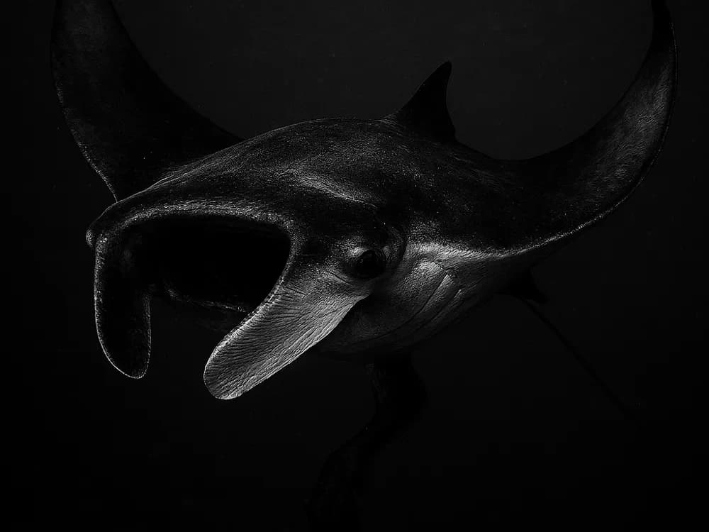 Hueforge Manta Ray by cterry2000 HueForge model: Hueforge Manta Ray by cterry2000