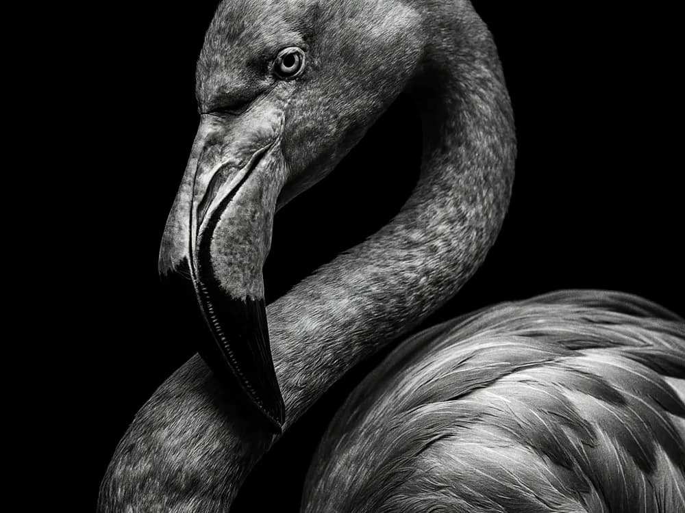 Hueforge Flamingo by cterry2000 HueForge model: Hueforge Flamingo by cterry2000