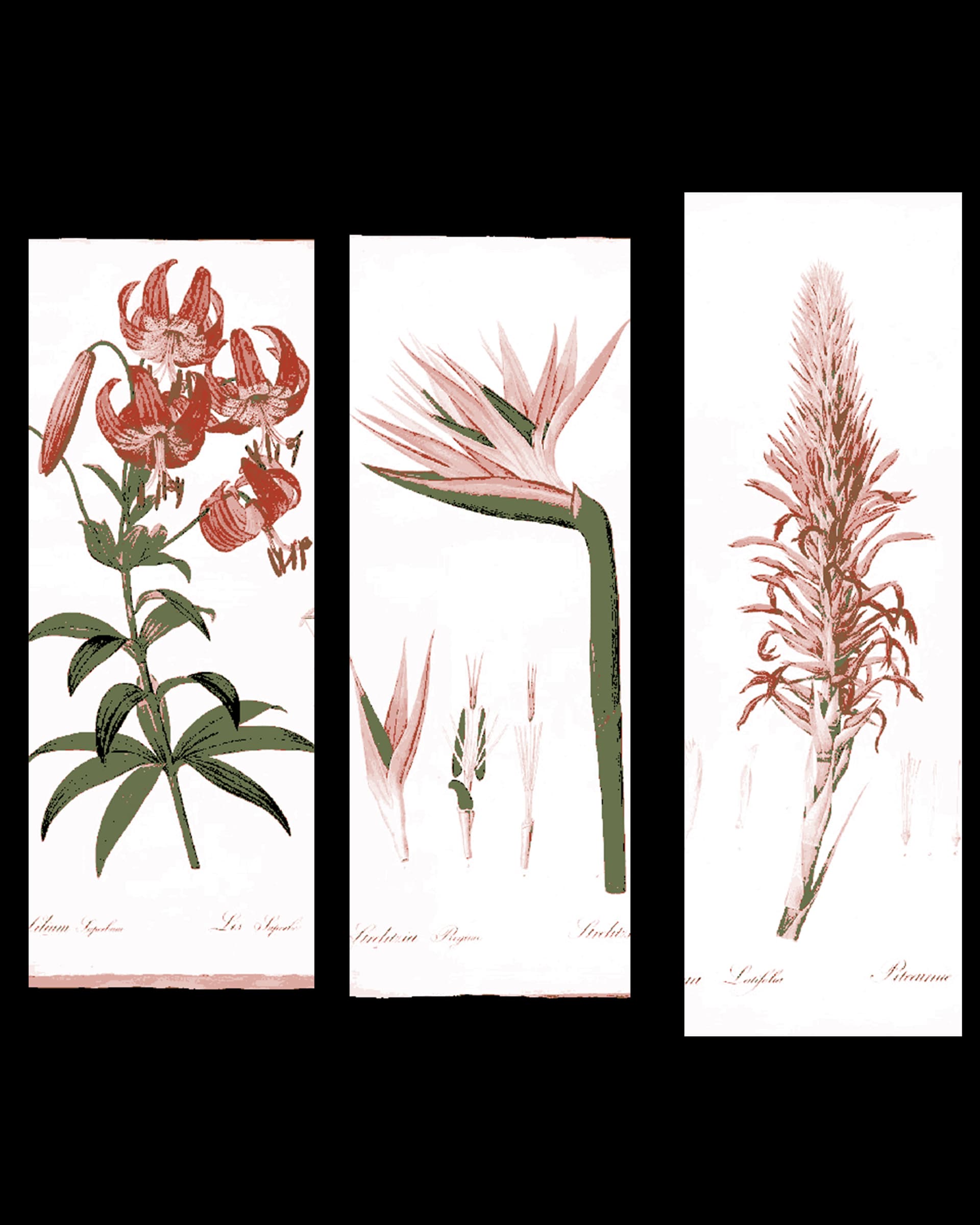 The pages of vintage botany books are true works of art - Set of bookmarks The pages of vintage botany books are true works of art - Set of bookmarks