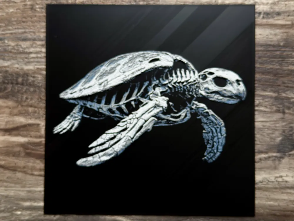 Sea Turtle Skeleton Sea Turtle Skeleton