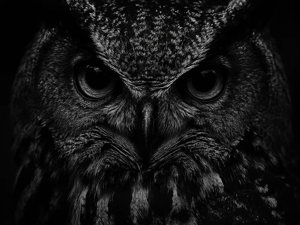 Hueforge Owl by cterry2000 HueForge model: Hueforge Owl by cterry2000