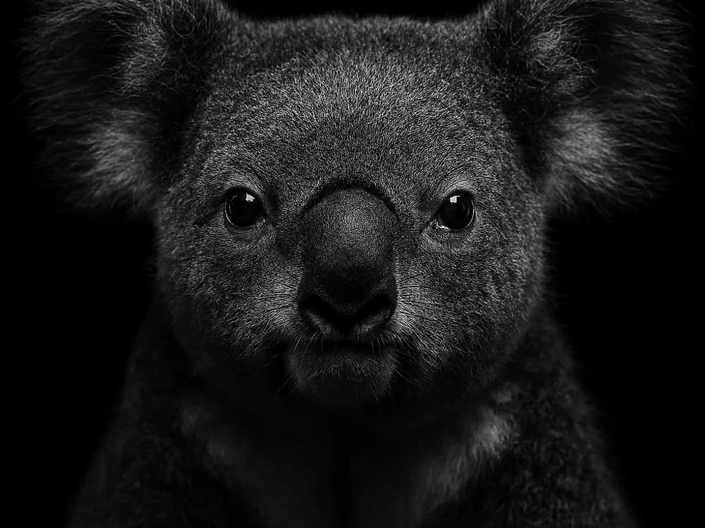 Hueforge Koala by cterry2000 HueForge model: Hueforge Koala by cterry2000